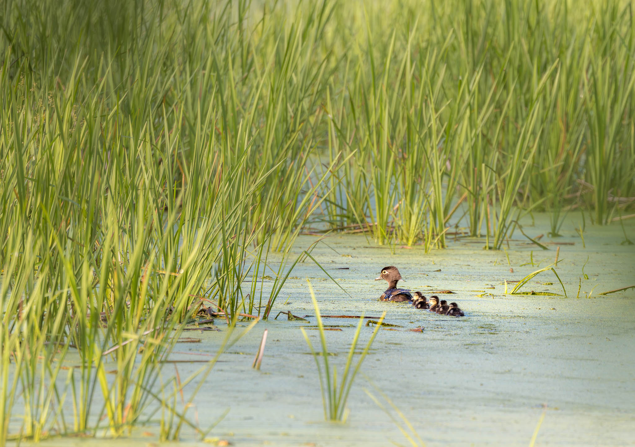 Wood Ducks - Through The Reeds 2